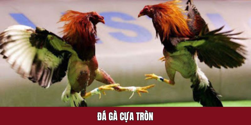 Chọi chiến kê cựa tròn là gì?