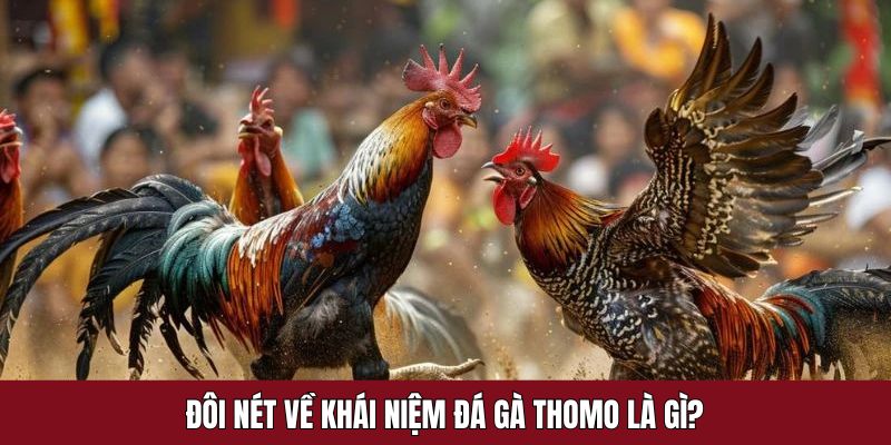 Tìm hiểu sơ lược về loại hình chọi chiến kê Thomo