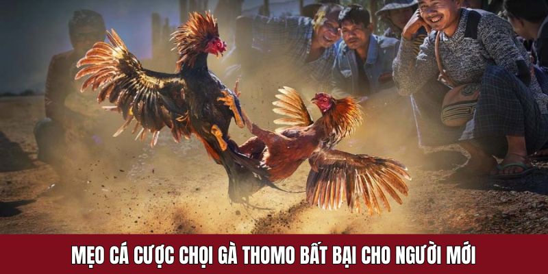 Thủ thuật khi cá cược chọi chiến kê trực tuyến