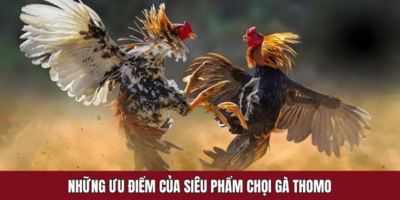 Những ưu điểm của siêu phẩm chọi gà ở Thomo